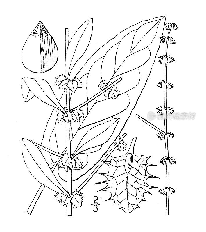 古董植物学植物插图:Rumex pulcher, Fiddle dock